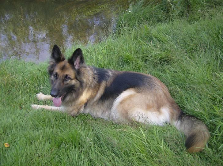 Schæferhund Zita <3 - Foran en lille å :) billede 15