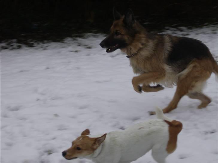 Schæferhund Zita <3 - Zita i sne med mille :) billede 16