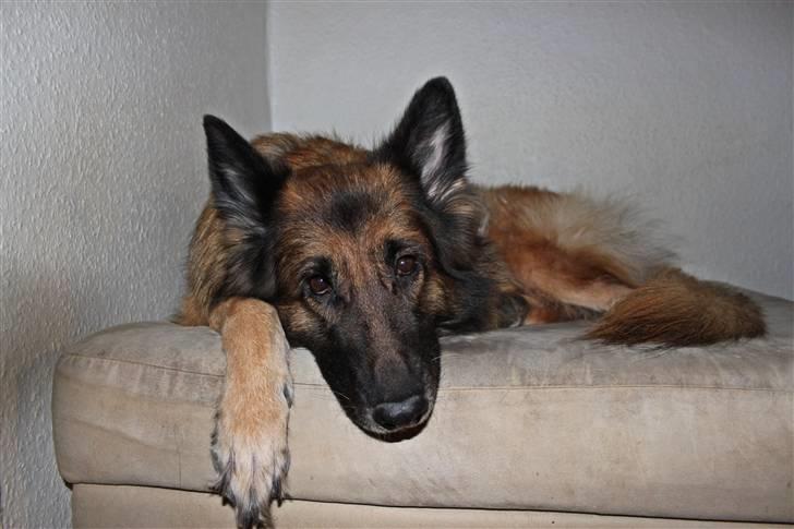 Schæferhund Zita <3 - Nyt d 23/02/2011  billede 17