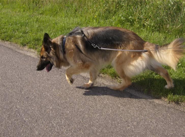 Schæferhund Zita <3 - På vej hjem efter en dejlig lang gåtur i skoven :) billede 18