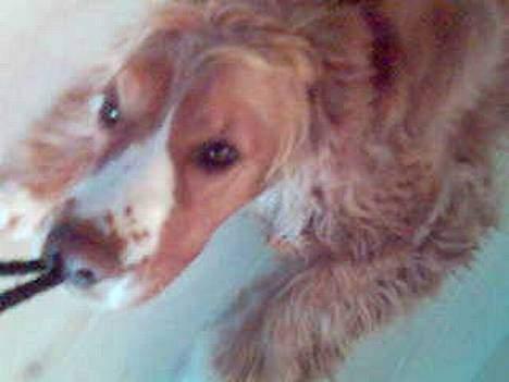 Cocker spaniel Harley billede 11