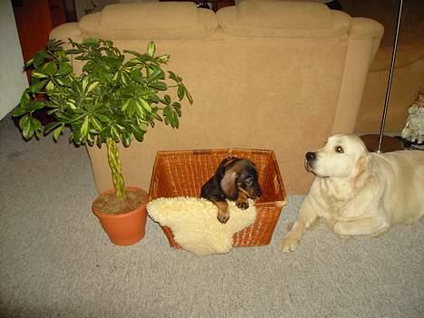 Gravhund member - Hey kan du ik lige hjælpe mig op billede 6