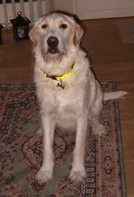 Blanding af racer Marco (død snøøft) - heiiii jeg er marco... billede 1