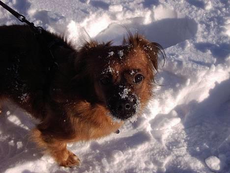 Blanding af racer Chios ~ Græsk Gadehund ~ - ... Mere sne :o) billede 12