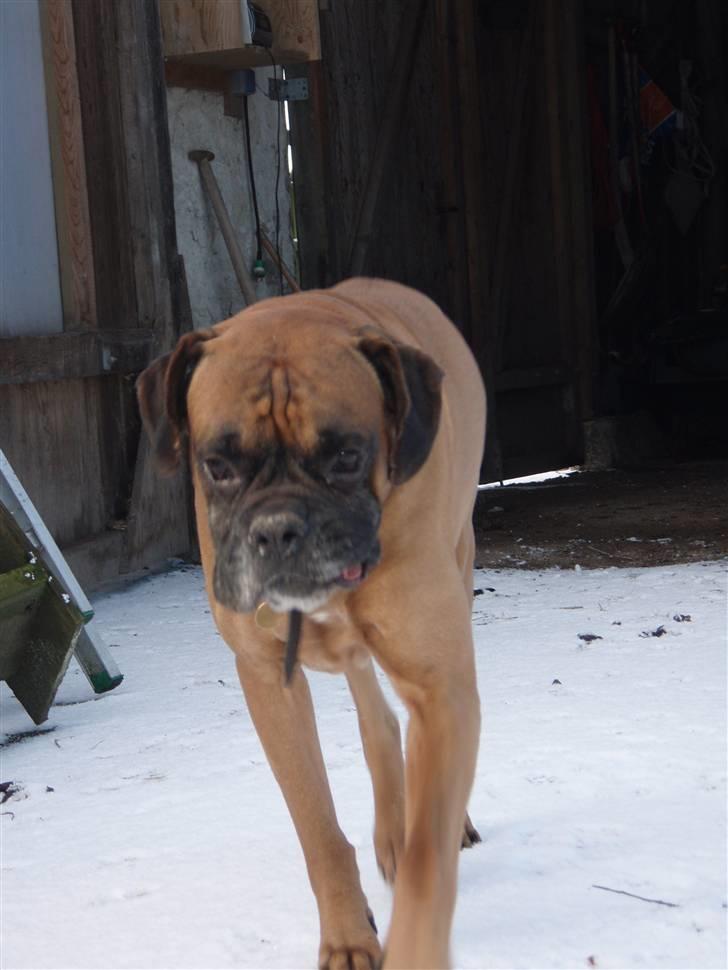 Boxer Lukas * Død* billede 1