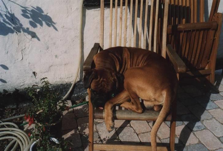 Boxer Lukas * Død* billede 2