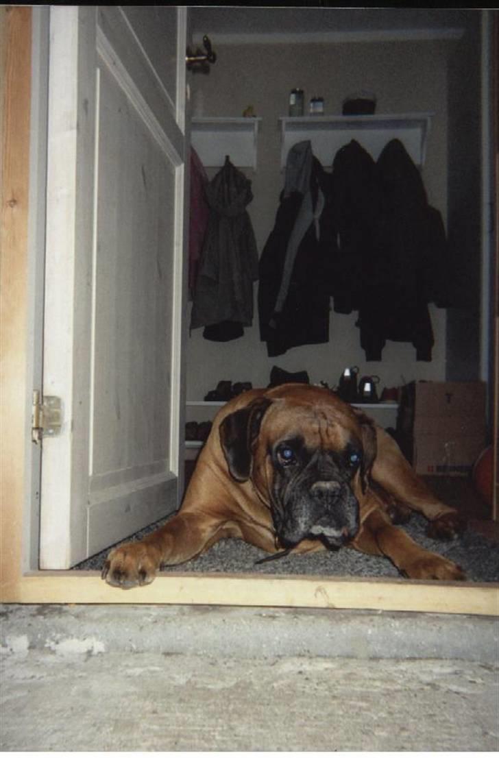 Boxer Lukas * Død* billede 3