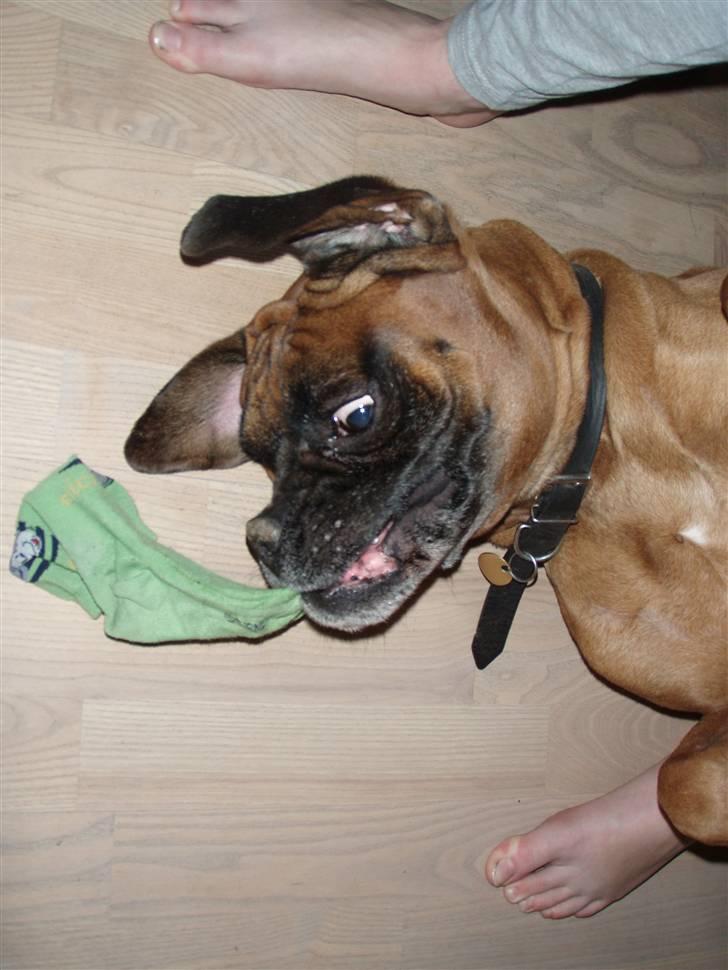 Boxer Lukas * Død* billede 4