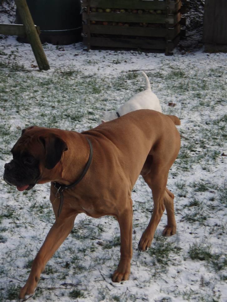 Boxer Lukas * Død* billede 5