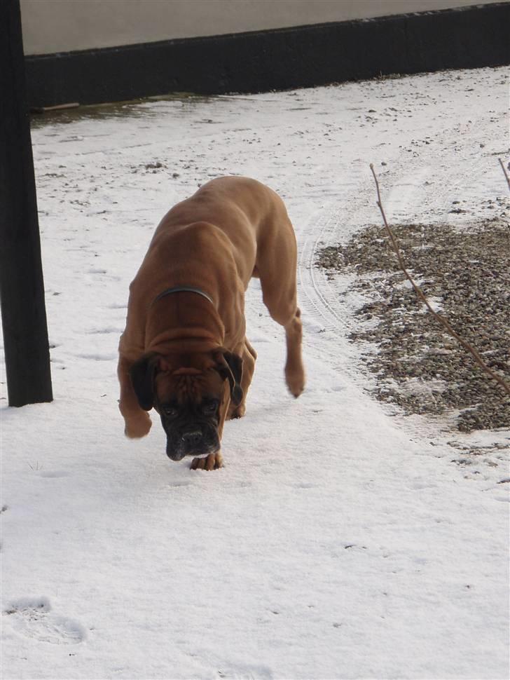 Boxer Lukas * Død* billede 6