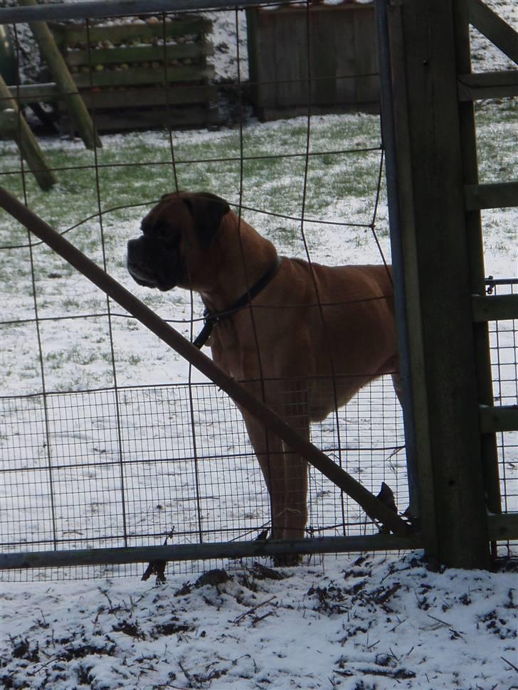 Boxer Lukas * Død* billede 8