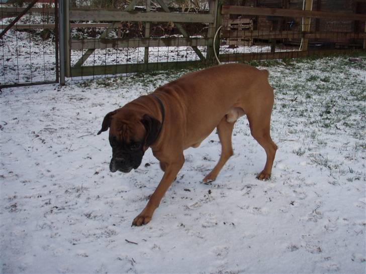 Boxer Lukas * Død* billede 9