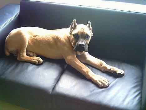 Cane corso Z Mazurskiego Edenu Zulus billede 1