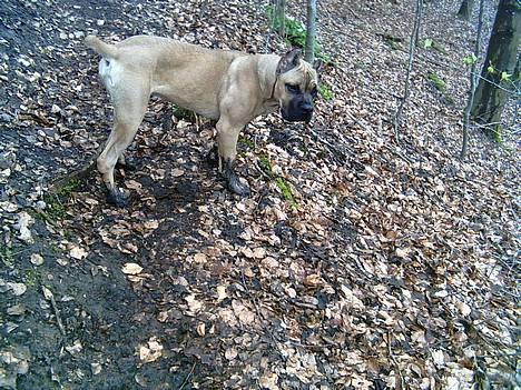 Cane corso Z Mazurskiego Edenu Zulus billede 2