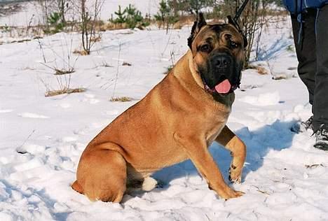 Cane corso Z Mazurskiego Edenu Zulus - far til Zulus billede 3