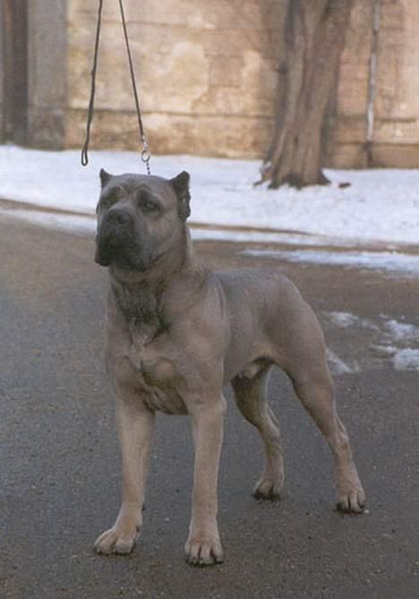 Cane corso Z Mazurskiego Edenu Zulus - farfar til Zulus billede 4
