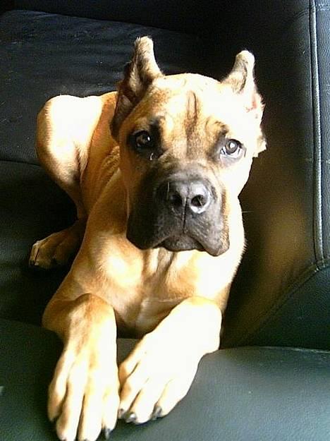 Cane corso Z Mazurskiego Edenu Zulus billede 5