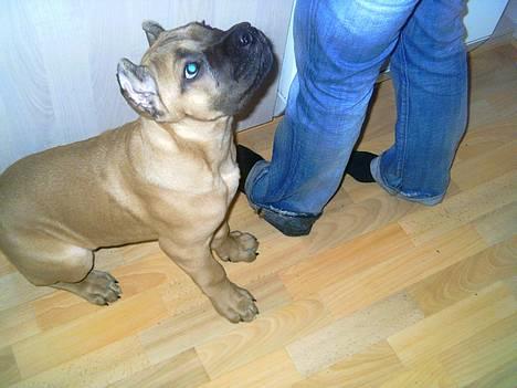 Cane corso Z Mazurskiego Edenu Zulus billede 6