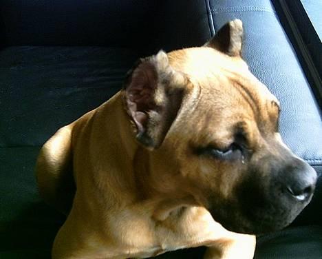 Cane corso Z Mazurskiego Edenu Zulus billede 7