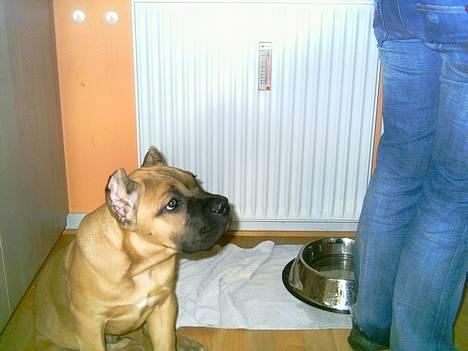 Cane corso Z Mazurskiego Edenu Zulus billede 8