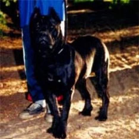 Cane corso Z Mazurskiego Edenu Zulus - Mor til Zulus billede 9