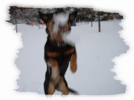 Blanding af racer Chanel billede 13