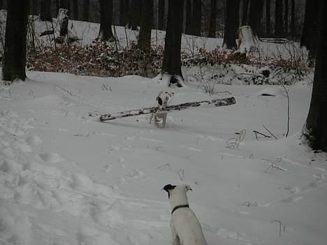Jack russell terrier Carlos - bliv bare siddende Gustav, den klarer jeg selv! jeg skal lige se om far kan kaste den her? billede 18