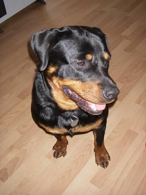 Rottweiler Brutus - Hej ;o) billede 1