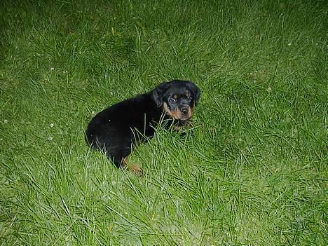 Rottweiler Brutus - Græs! hvad er det? billede 2