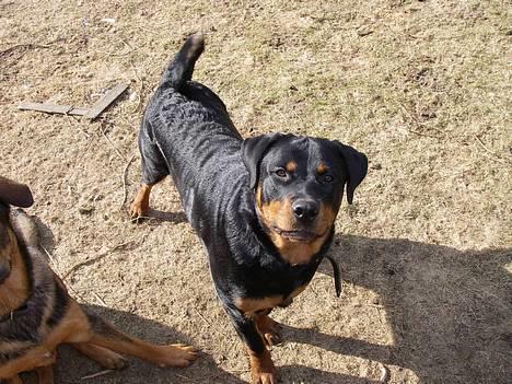 Rottweiler Brutus - Det er dejligt at lege med mine brødre billede 3