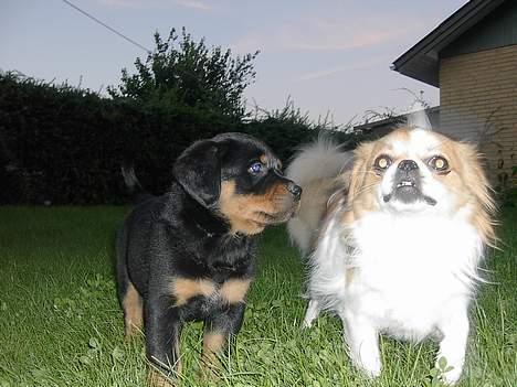 Rottweiler Brutus - Min storebror billede 4