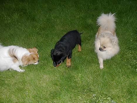 Pomeranian Buller - Mine "små" brødre billede 2