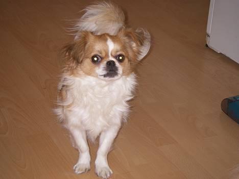 Blanding af racer Felix billede 1