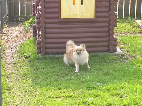 Pomeranian Buller billede 3