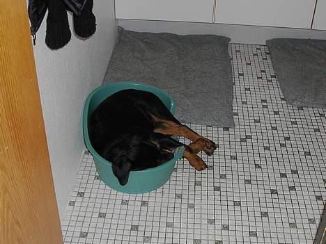 Rottweiler Brutus - Det er vist ikke min kurv billede 5