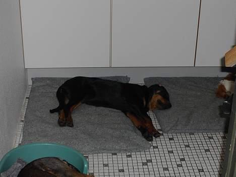 Rottweiler Brutus - Det er vist okay billede 6