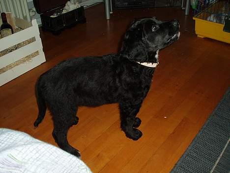 Blanding af racer Malthe (død) - Malthe, den første dag hjemme! billede 1