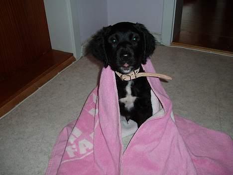 Blanding af racer Malthe (død) - se min kjole, den er fin som... billede 2