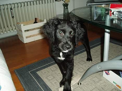 Blanding af racer Malthe (død) - Malthe ca 4mdr. "Scorekaj" billede 3