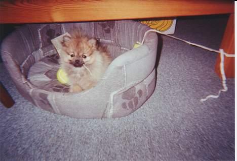 Pomeranian FIGGI - mmm.. det smager godt..  billede 17