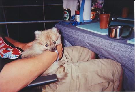 Pomeranian FIGGI - ville du noget... billede 18