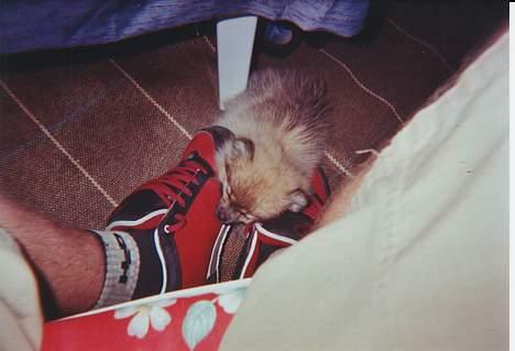 Pomeranian FIGGI - zzzzz... sove sove sove..... billede 19