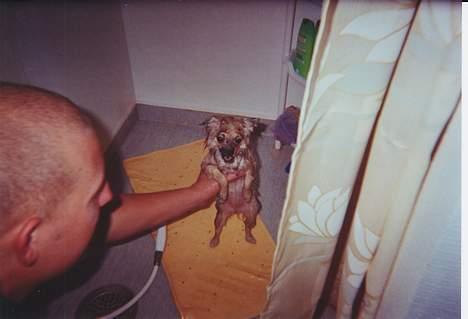 Pomeranian FIGGI - elsker et bad... billede 20