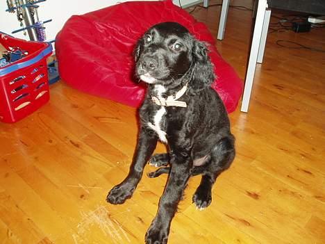 Blanding af racer Malthe (død) - Jamen JEG har da ikke gjort noget galt! billede 4