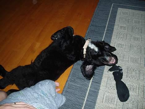 Blanding af racer Malthe (død) - Ihh dumme sok! billede 5