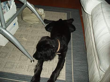 Blanding af racer Malthe (død) - Jeg er SÅÅÅ lang.. billede 6