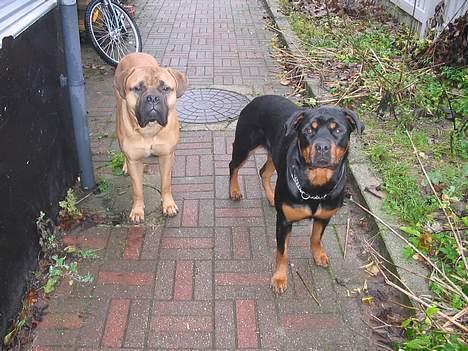 Rottweiler Sussi - Sammen med min gode ven, Samson billede 14