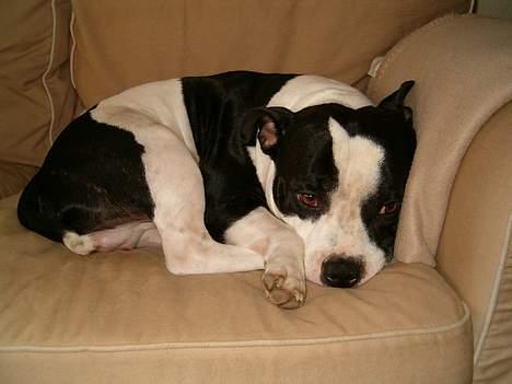 Staffordshire bull terrier carlos - carlos putter  billede 1