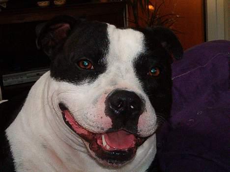 Staffordshire bull terrier carlos - se mit store hoved billede 2