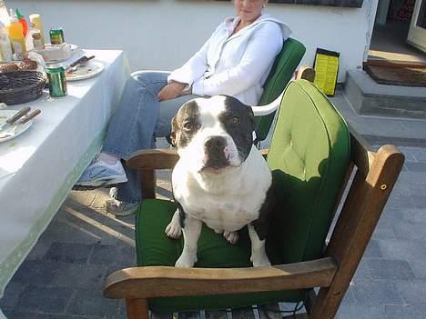 Staffordshire bull terrier carlos billede 3